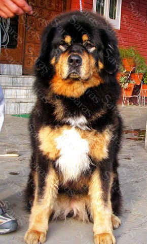 Yelena
